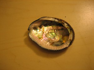 abalone.jpg