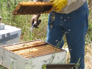 beebox