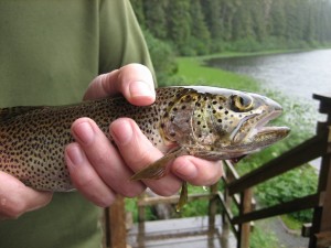 coastal cutthroat trout