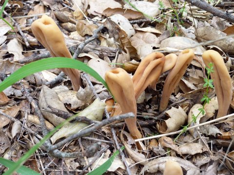 found March 13th in the Cleveland National Forest
